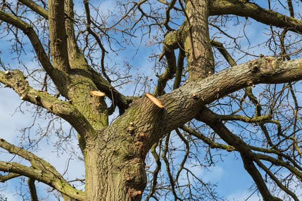 tree surgery services
