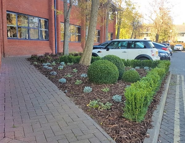 landscaping - commercial site planting